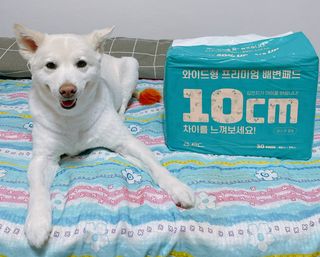 아베크 펫 와이드 프리미엄 대형 애견 강아지 배변 패드 30매 1팩 80g — 5점을 준 리뷰어가 2021년 7월 올린 사용 사진