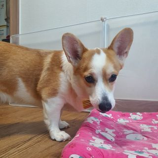 샤넬젤라님이 올린 리뷰 사진 4