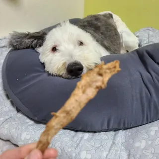 [보헤리] 국내산 강아지 육포간식 바삭 64 2종 — 4점을 준 리뷰어가 2022년 4월 올린 사용 사진