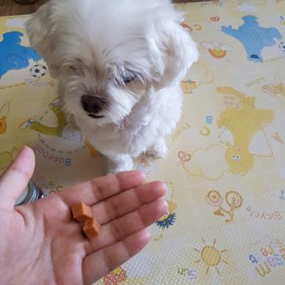 페페로니 진짜 오메가3 연어+소고기 180g+180g — 5점을 준 리뷰어가 2021년 7월 올린 사용 사진