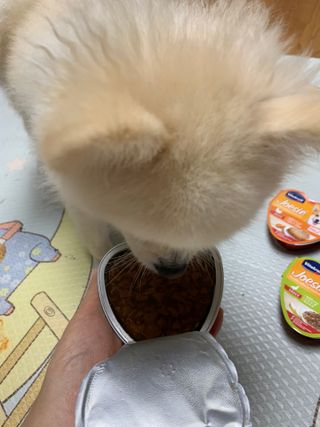 비타크래프트 조에시 하트캔 85g 강아지 습식캔 10캔 — 5점을 준 리뷰어가 2021년 9월 올린 사용 사진