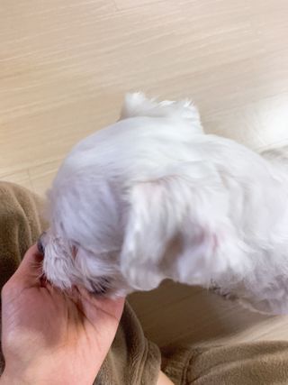 My Pet Care 천연단백질 관절건강에 개좋아 — 5점을 준 리뷰어가 2021년 1월 올린 사용 사진