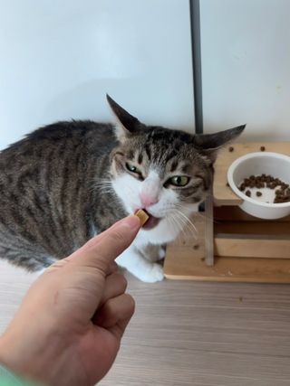 [펫시밀] 원물그대로 영양듬뿍 진공동결건조 북어트릿75g,치킨트릿100g,연어트릿75g 강아지 고양이 간식 — 5점을 준 리뷰어가 2023년 5월 올린 사용 사진