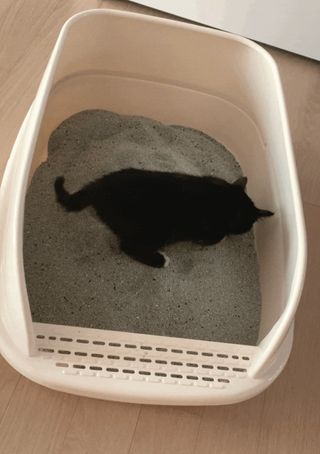 오둥이맘님이 올린 리뷰 사진 1