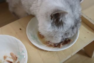 비타크래프트 포에시 델리스 고양이 파우치 85g 9가지맛 1팩씩 — 5점을 준 리뷰어가 2021년 8월 올린 사용 사진