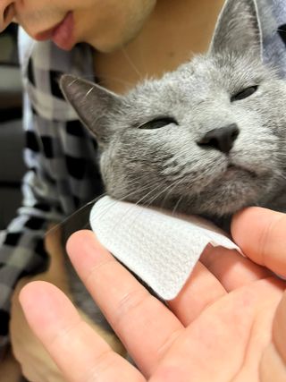 [자유펫] 고양이 턱드름 여드름 예방 및 제거 세트, 블랙씨드케어박스 — 5점을 준 리뷰어가 2021년 10월 올린 사용 사진
