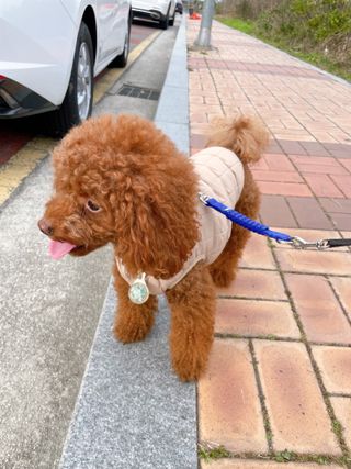 다요미님이 올린 리뷰 사진 3