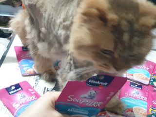 비타크래프트 고양이 수프 50g 3가지맛 x4팩씩 총 12팩 — 5점을 준 리뷰어가 2021년 8월 올린 사용 사진