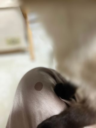 [펫시밀] 원물그대로 영양듬뿍 진공동결건조 치킨텐더100g, 열빙어트릿100g 강아지 고양이 간식 — 5점을 준 리뷰어가 2023년 5월 올린 사용 사진