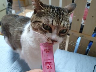페페로니 잘 먹는 캣츄 - 알래스카 연어 24개입 — 5점을 준 리뷰어가 2021년 7월 올린 사용 사진