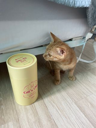 페페로니 잘 먹는 캣츄 - 무항생제 닭고기 24개입 — 5점을 준 리뷰어가 2021년 7월 올린 사용 사진