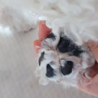 [자유펫] 시코니딘 고양이 강아지 피부 보습 연고 20g — 5점을 준 리뷰어가 2021년 11월 올린 사용 사진