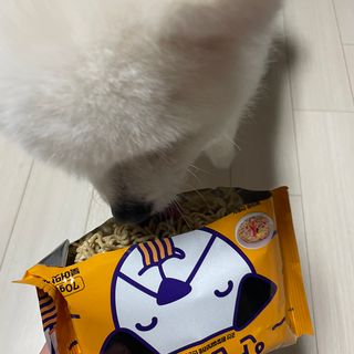 안심댕면 강아지라면 5봉지+쓰담쓰담 종합영양제 2스틱 샘플 증정 — 5점을 준 리뷰어가 2022년 8월 올린 사용 사진