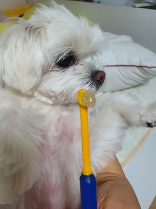 Pethroom 페스룸 PETHROOM DENTAL CARE SET 페스룸 덴탈 케어 세트 / 덴탈 클린 칫솔 + 덴탈 클린 치약 — 5점을 준 리뷰어가 2020년 12월 올린 사용 사진