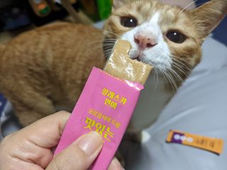 페페로니 맛있는 스틱 - 무항생제 닭고기 15개 + 알래스카 연어 15개 — 5점을 준 리뷰어가 2021년 8월 올린 사용 사진