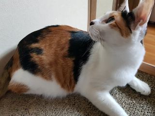 두냥이님이 올린 리뷰 사진 3