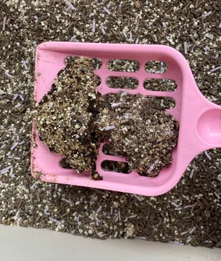 겟플렉스 켓플렉스 캣츠룸BS-1 고양이모래 4kg — 3.5점을 준 리뷰어가 2021년 2월 올린 사용 사진