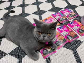 비타크래프트 포에시 델리스 고양이 파우치 85g 9가지맛 1팩씩 — 5점을 준 리뷰어가 2021년 8월 올린 사용 사진