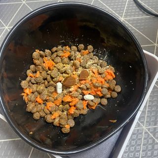 랩솔루션 강아지 영양제 3종 중 택 1 — 5점을 준 리뷰어가 2022년 6월 올린 사용 사진