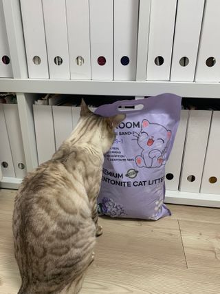 겟플렉스 켓플렉스 캣츠룸BS-1 고양이모래 4kg — 4점을 준 리뷰어가 2021년 1월 올린 사용 사진