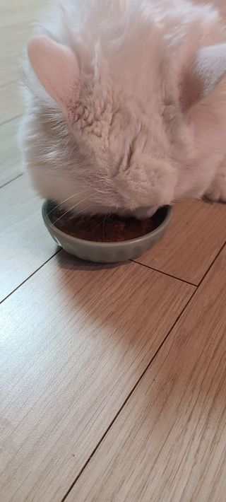 비타크래프트 포에시 델리스 고양이 파우치 85g 9가지맛 1팩씩 — 4.5점을 준 리뷰어가 2021년 8월 올린 사용 사진