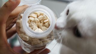 프롬씨 미네랄 소고기트릿 / 미네랄 치킨트릿 / 미네랄 북어트릿 (3가지 상품 중 랜덤 1가지 상품 랜덤 발송) — 5점을 준 리뷰어가 2022년 11월 올린 사용 사진