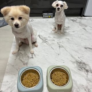 안심댕면 강아지라면 5봉지+쓰담쓰담 종합영양제 2스틱 샘플 증정 — 5점을 준 리뷰어가 2022년 8월 올린 사용 사진