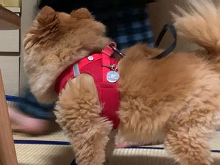 컴바이유 써지컬 각인 키링 [반려동물 인식표, 커플 키링, 가족 키링] — 5점을 준 리뷰어가 2022년 4월 올린 사용 사진