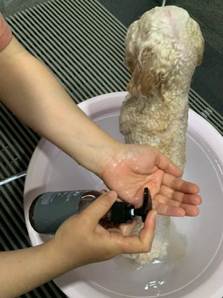 마리앤루이펫샴푸 [mari and louie pet shampoo] — 4점을 준 리뷰어가 2021년 5월 올린 사용 사진