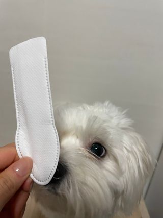 코보콩 에어슈즈 강아지 일회용 신발 소용량 패키지 20매 초경량  미끄럼방지 실내외 겸용 — 4.5점을 준 리뷰어가 2022년 2월 올린 사용 사진