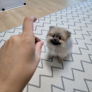 My Pet Care 천연단백질 관절건강에 개좋아 — 5점을 준 리뷰어가 2021년 2월 올린 사용 사진