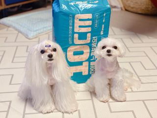 아베크 펫 와이드 프리미엄 중형 애견 강아지 배변 패드 54매 1팩 45g — 5점을 준 리뷰어가 2021년 7월 올린 사용 사진