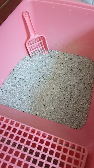 겟플렉스 켓플렉스 캣츠룸BS-1 고양이모래 4kg — 5점을 준 리뷰어가 2021년 1월 올린 사용 사진