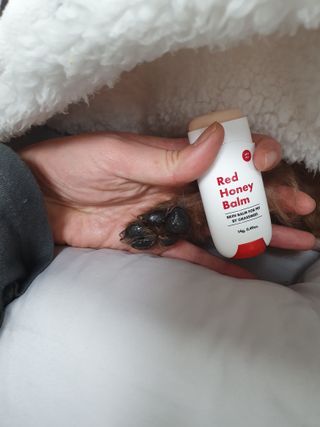 [레드허니밤]자유펫 고양이 강아지 발바닥 밤 14g — 5점을 준 리뷰어가 2021년 11월 올린 사용 사진