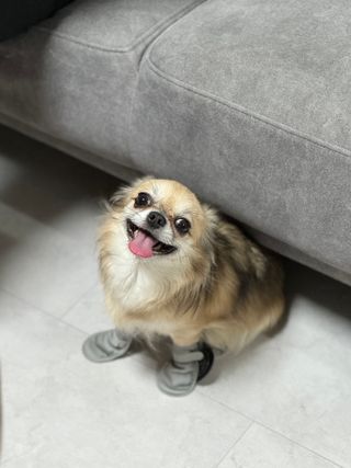 초초이님이 올린 리뷰 사진 1