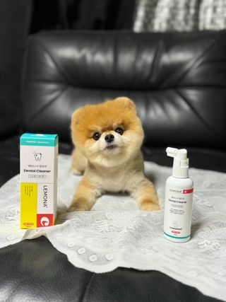 프리[경남제약 레모나x댕모어]  강아지 고양이 구취제거 충치 예방 덴탈클리너 120ml — 5점을 준 리뷰어가 2024년 7월 올린 사용 사진