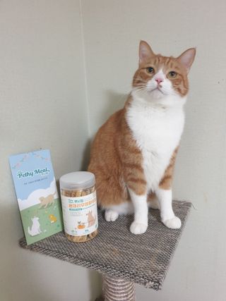 [펫시밀] 원물그대로 강원도 인제군 용대리 무염황태채 60g 강아지 고양이 프리미엄 수제간식 — 5점을 준 리뷰어가 2023년 11월 올린 사용 사진