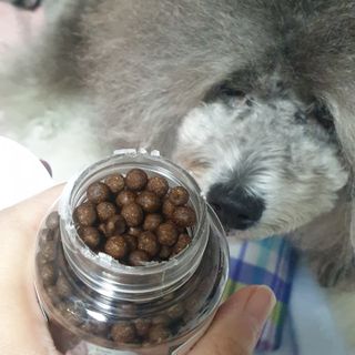 펫21 그로그로 5종 강아지 고양이 반려동물 한방 영양제 — 4점을 준 리뷰어가 2021년 11월 올린 사용 사진