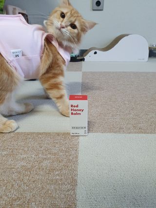 [레드허니밤]자유펫 고양이 강아지 발바닥 밤 14g — 5점을 준 리뷰어가 2021년 11월 올린 사용 사진