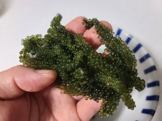 [피터씨마켓] 바다포도 100g(20g x 5봉) 우미부도 그린캐비어 ASMR 소분포장 — 5점을 준 리뷰어가 2024년 8월 올린 사용 사진