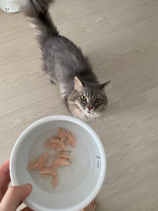 도그퓨어 푸드닭 강아지 닭고기 통살 애견간식 오리지널/차전자피/초록입홍합 — 5점을 준 리뷰어가 2021년 10월 올린 사용 사진