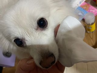 디어엘로디 프리미엄 유기농 유아 솜티슈 60매  2 + 1 PACK — 5점을 준 리뷰어가 2021년 3월 올린 사용 사진