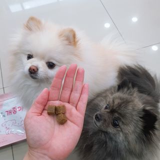 My Pet Care 천연단백질 관절건강에 개좋아 — 5점을 준 리뷰어가 2021년 2월 올린 사용 사진