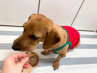 [보헤리] 국내산 강아지 육포간식 바삭 64 2종 — 4점을 준 리뷰어가 2022년 4월 올린 사용 사진