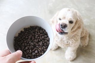 [푸디웜] 라포그  리얼인섹트 웨이트밸런스 저알러지 강아지 사료  1.2KG — 5점을 준 리뷰어가 2021년 7월 올린 사용 사진