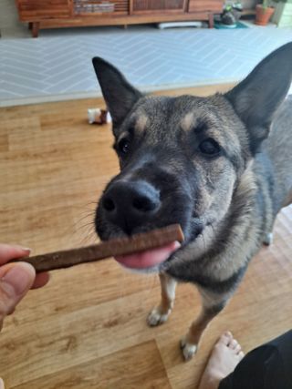 My Pet Care 천연단백질 치아건강에 개좋아 — 4점을 준 리뷰어가 2021년 2월 올린 사용 사진