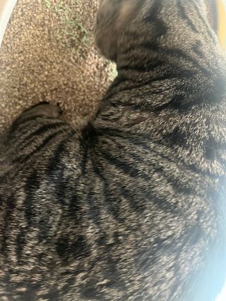 브라우니모래 [브라우니] 고양이 카사바모래 브라우니 천연 응고형 모래  6Lx2개 — 5점을 준 리뷰어가 2023년 12월 올린 사용 사진