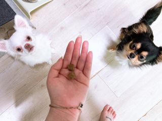 My Pet Care 천연단백질 관절건강에 개좋아 — 5점을 준 리뷰어가 2021년 1월 올린 사용 사진