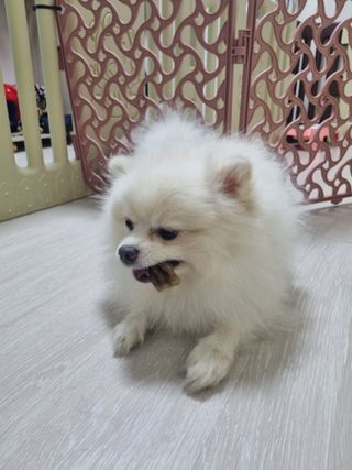 포메콜리 다둥이맘님이 올린 리뷰 사진 4