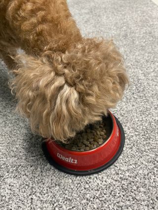 My Pet Care 모발과 모질 피부건강에 개좋아 — 5점을 준 리뷰어가 2021년 4월 올린 사용 사진
